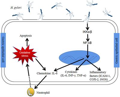 Natural foods resources and dietary ingredients for the amelioration of Helicobacter pylori infection